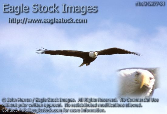 Picture of bald eagle soaring high in the clouds over Alaska.  Eagle picture with blue sky and cloud background.